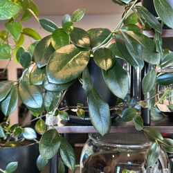 Rooted Hoya Australis Cuttings 