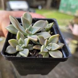 Suculentas 