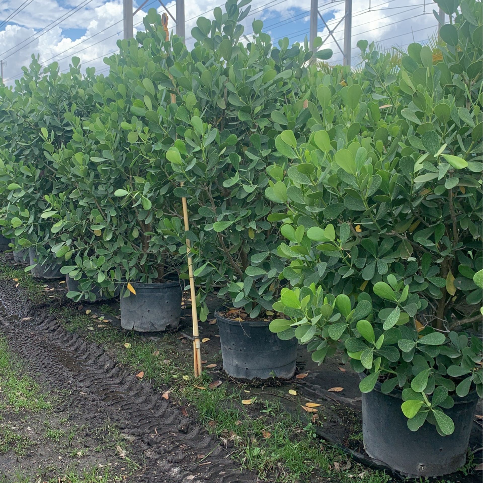 25 gallon 8 to 12 feet height Clusia