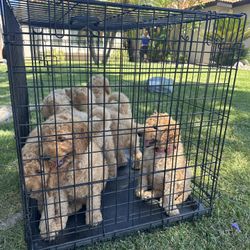 Dog Cage!! Brand New In Box! Not A Returned Item! 42" Xl'xxl Up To 90lbs Dog Crate 2 Doors & Tray Pet Cage Jauls De Mascota 