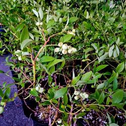 LARGE BONUS  BLUEBERRY PLANTS