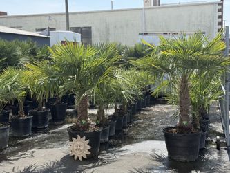 Windmill Palm Trees. Cold Hardy. Landscape Ready. Beach Decor