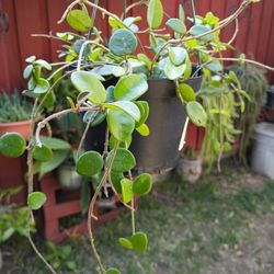 Hoya Matilde Plant 
