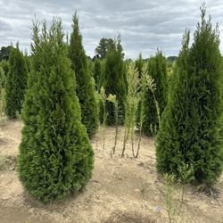 Privacy Tree Sale FREE DELIVERY! Emerald Green & Green Giants 