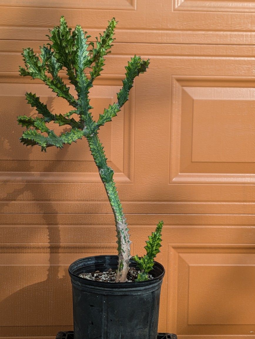 Euphorbia lactea variegata