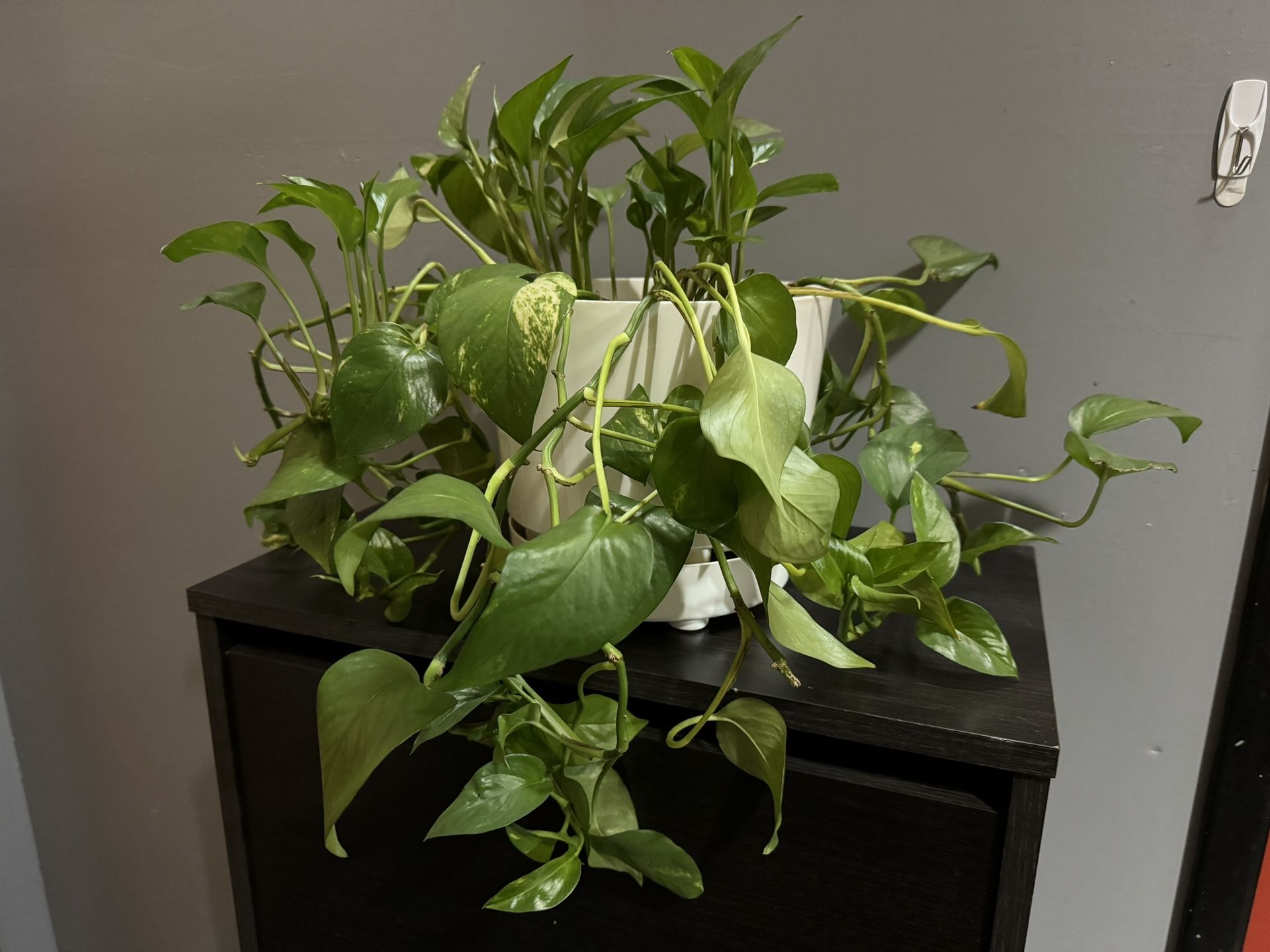 Golden Pothos Plant