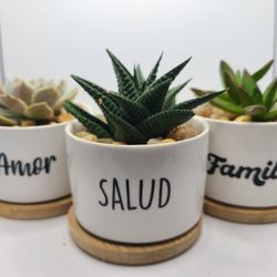 suculents plant pot