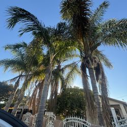 Need It Remove Removal?