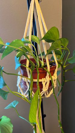 Plant for free
