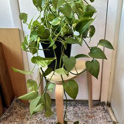 Golden pothos