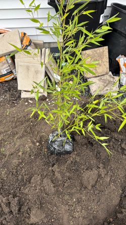 Bisetti Bamboo