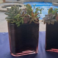 Succulent Arrangement In Ridged Glass Vase