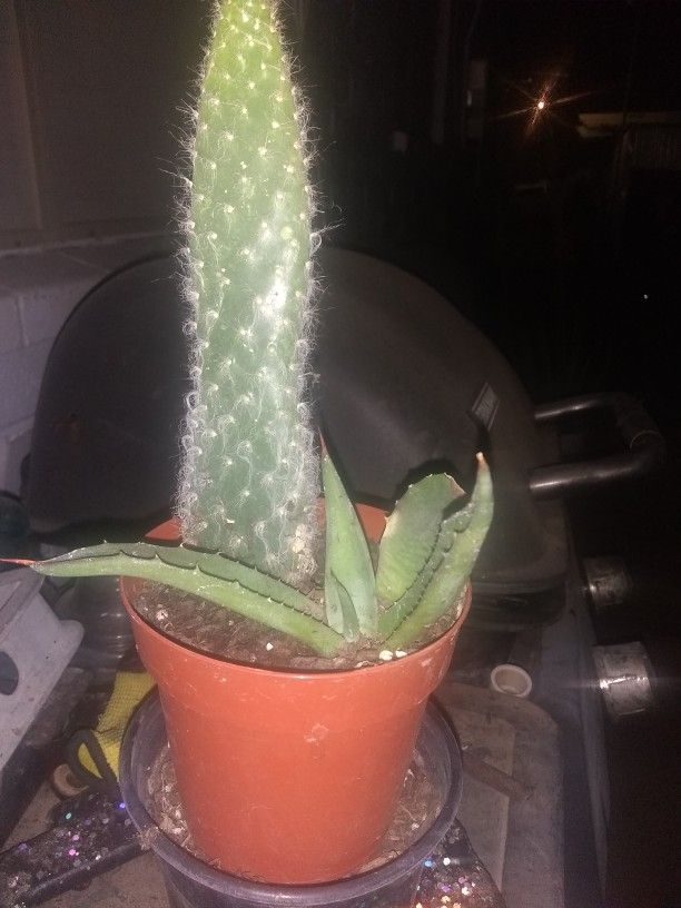 3-in Pot With Two Succulents