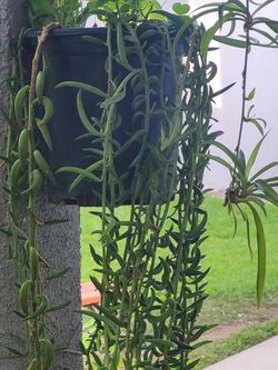Hanging  Dolphin Plants