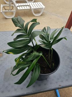 Lush 2-Gallon Dragon Tail Plant / Climbing Philodendron – Healthy & Established!