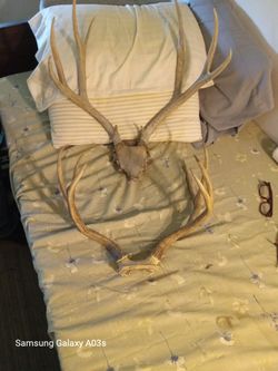 Elk Antlers