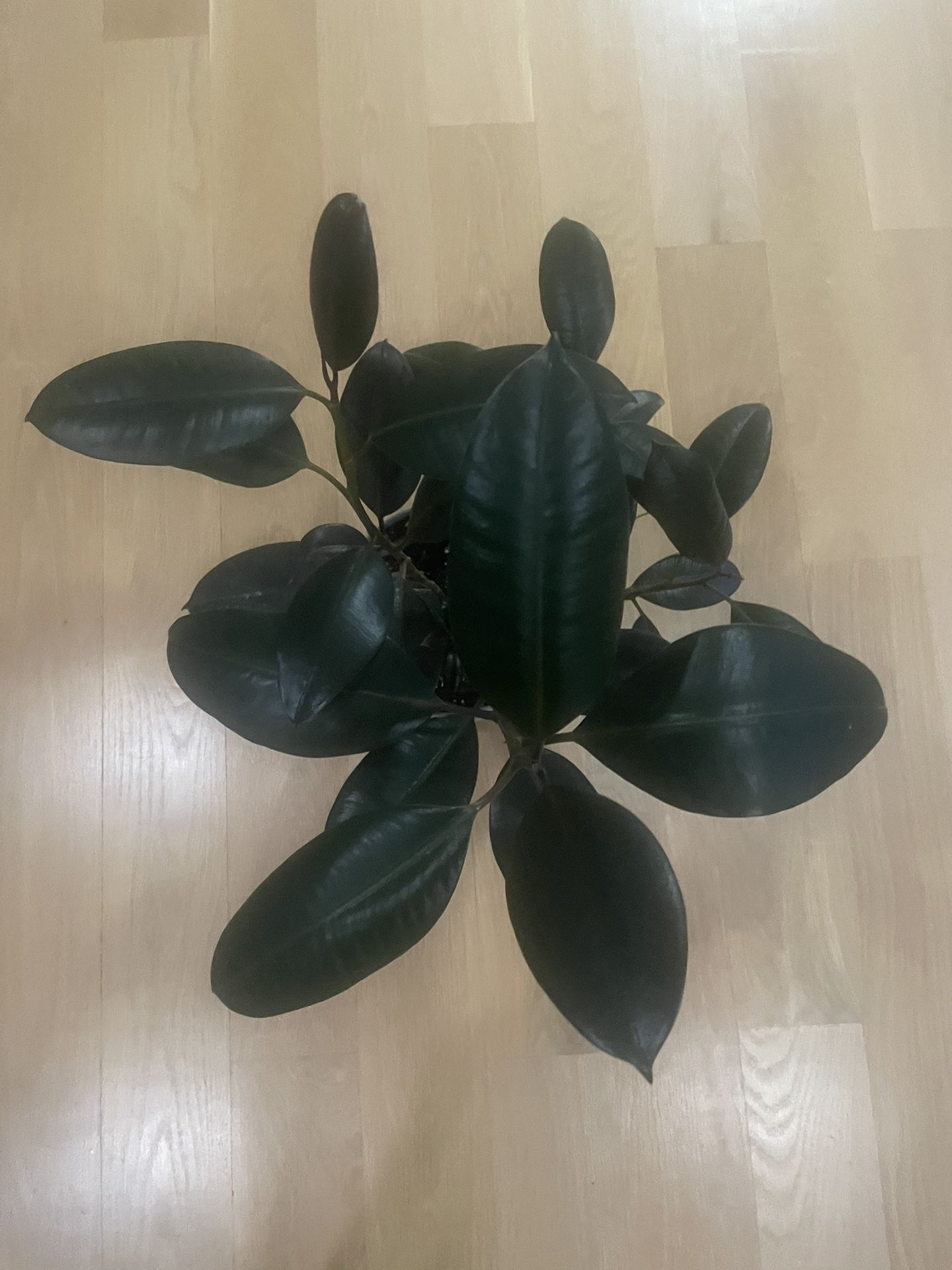 Rubber Ficus Plant with 6” Plastic Gray Pot