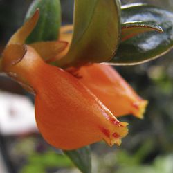 Goldfish plant 🪴 🧡