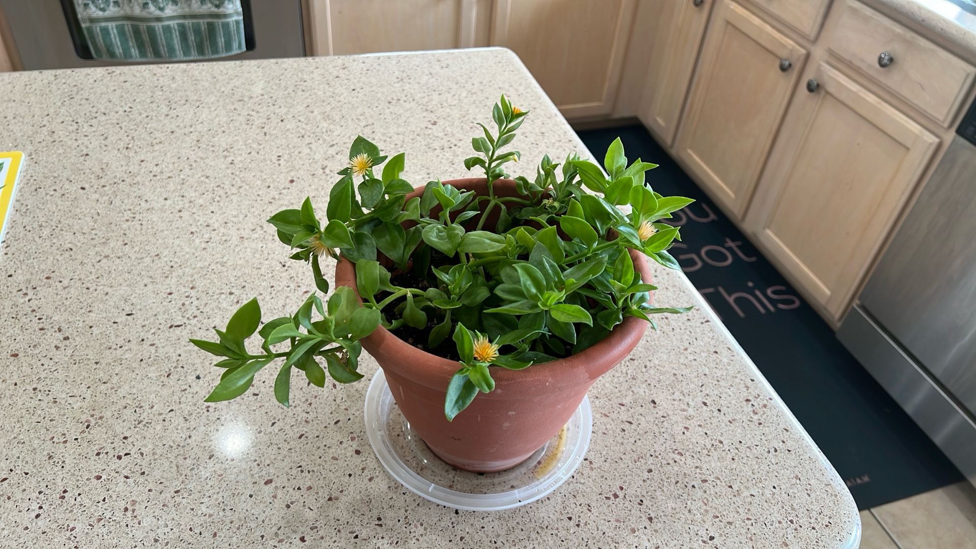 SUNNY. ROSE. PLANT