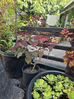 Copper Tree