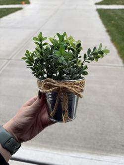 Small Artificial Plant