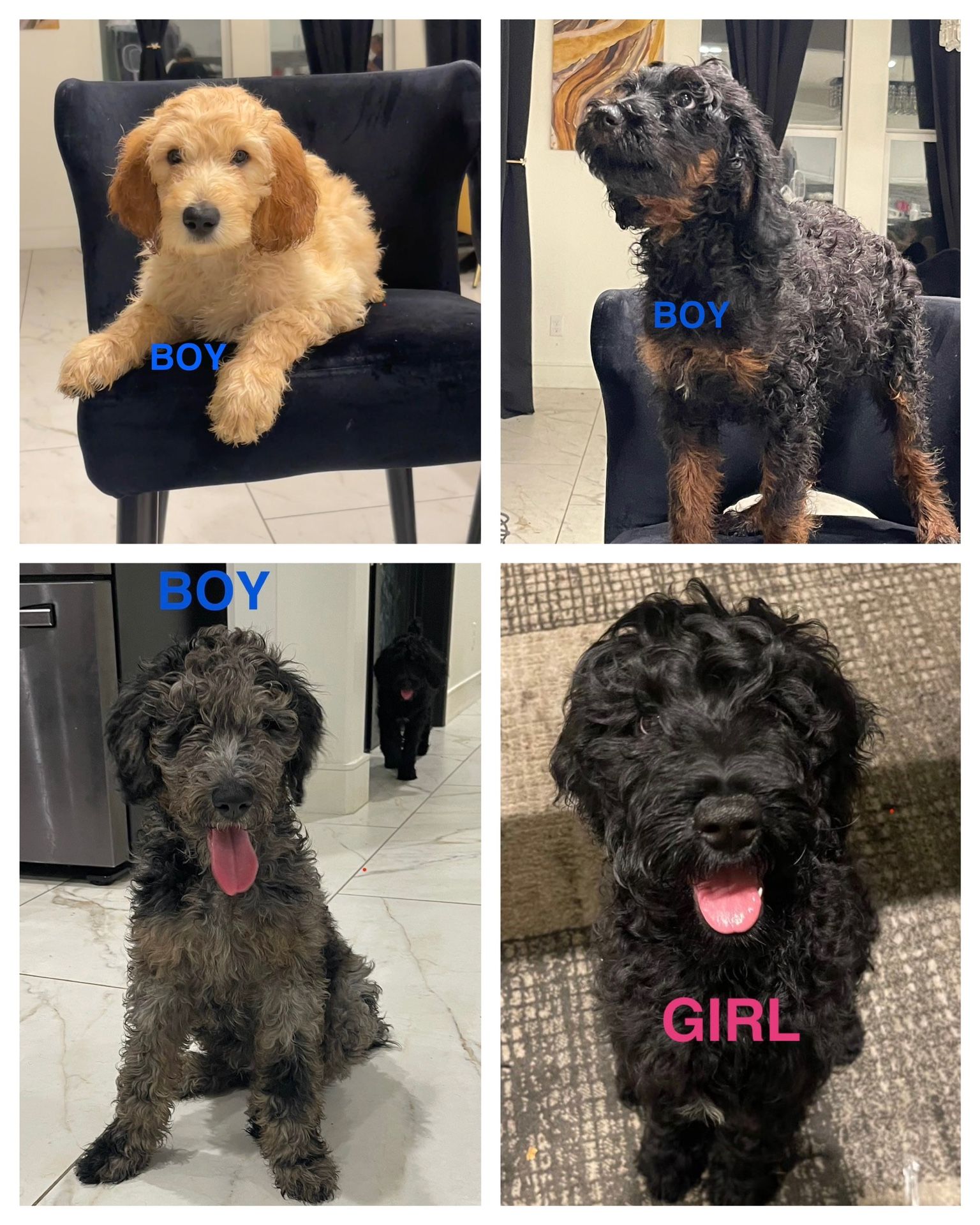 Standard Size Golden Doodles