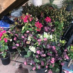 Plants For Sale 