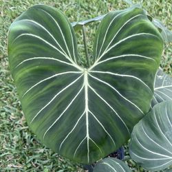 PHILODENDRON GLORIOSUM (2 Gallon Pot) Unique & Striking  House Plant