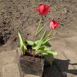 Tulip, Lilly, Spider Plant, Strawberry , Raspberry, And Succulents 
