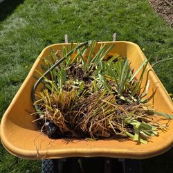 Irises bulbs Ready To Be Plant On Ground 
