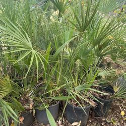 Árboles De Limones Palmas 🌴 