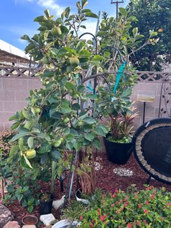 Persimmon tree