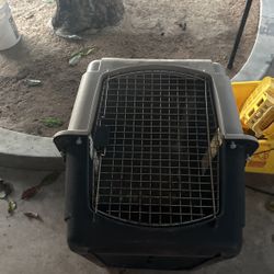 Dog House 