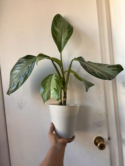 Chinese Evergreen Read Description⤵️ I’m Not Replying Back To Hi Is This Still Available 🙄