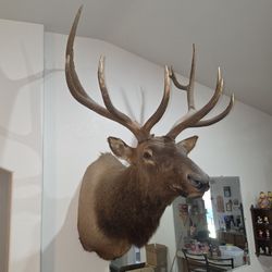 Arizona Bull ELK Mount BEST OFFER