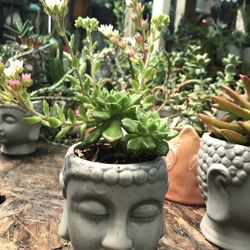 Succulent Plants forb Mother’s Day 💝