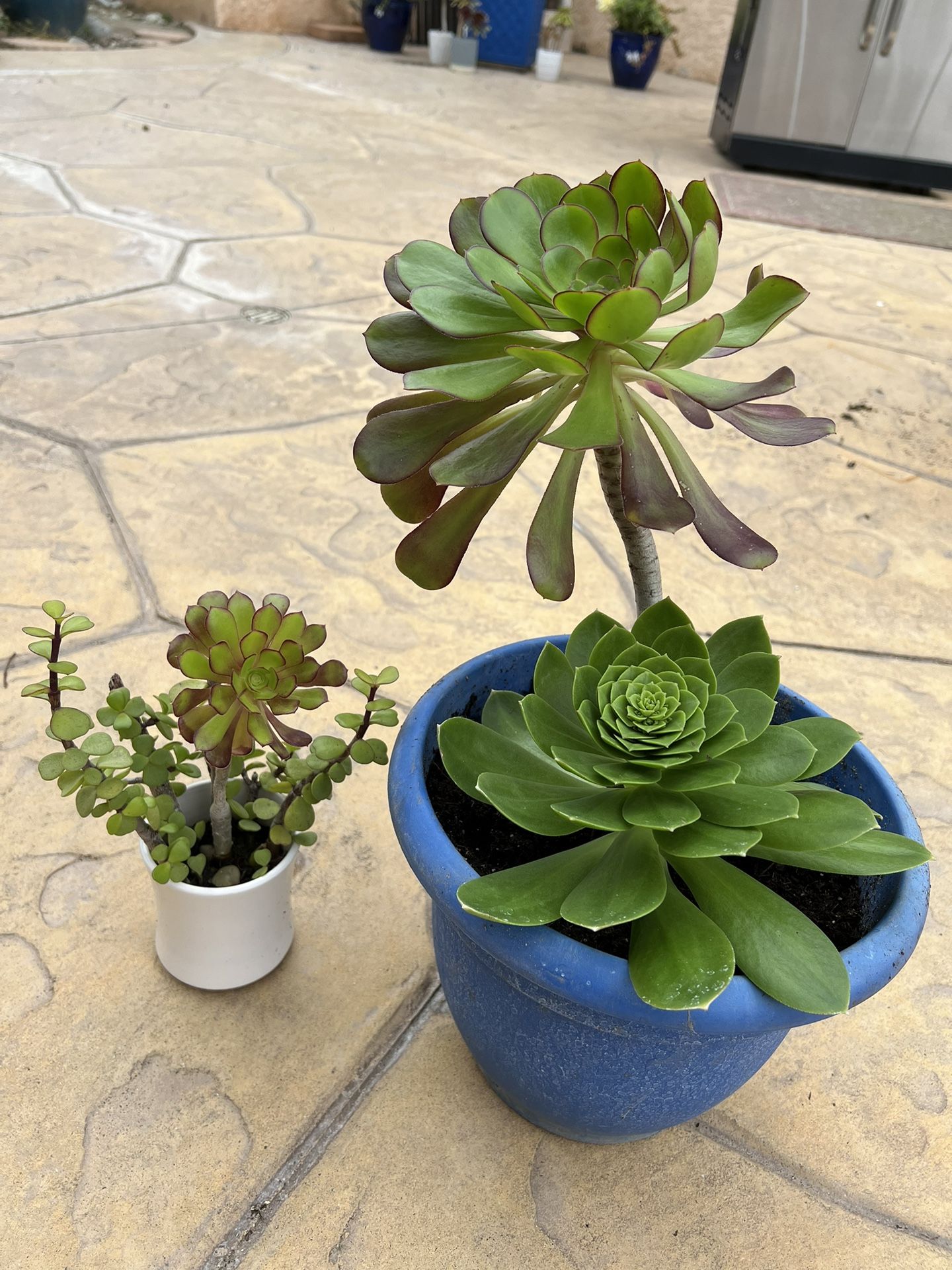 Two Succulent Plants