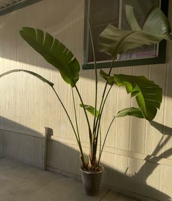 Paradise bird plant $$45