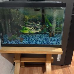 Fish Tank 