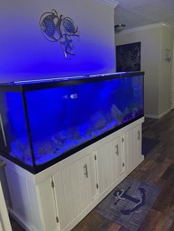 180 Gallon Saltwater Fish Tank