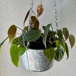 Philodendron Micans