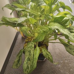 Plants (3) - free without pots