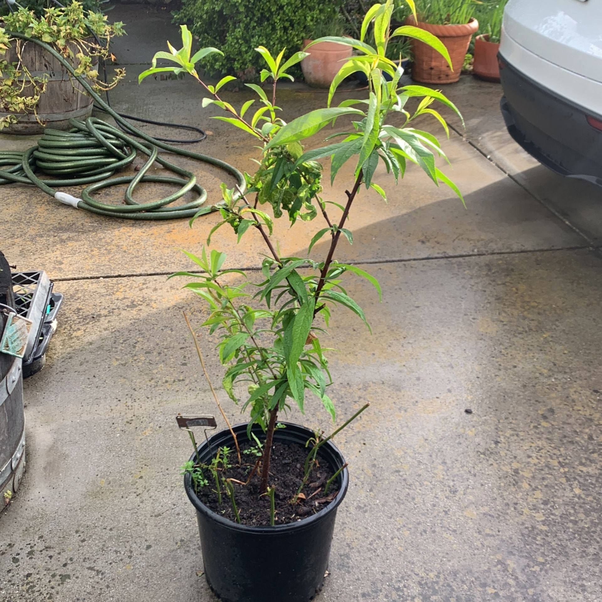 White Peach Tree $28