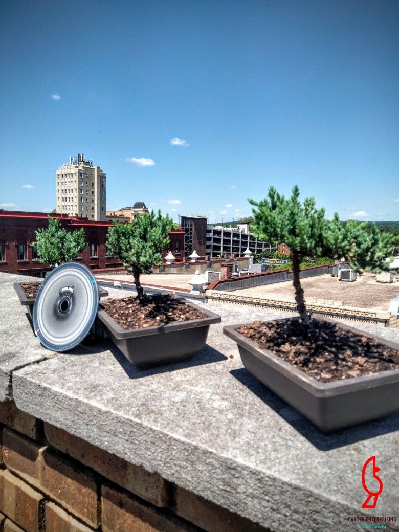 Bonzai Tree REAL JUNIPER TRADITIONAL 