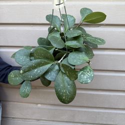 6” Xl Hoya Obovata Splash