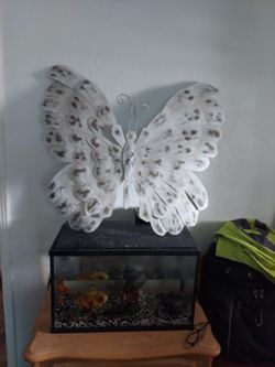 Big beautiful butterfly