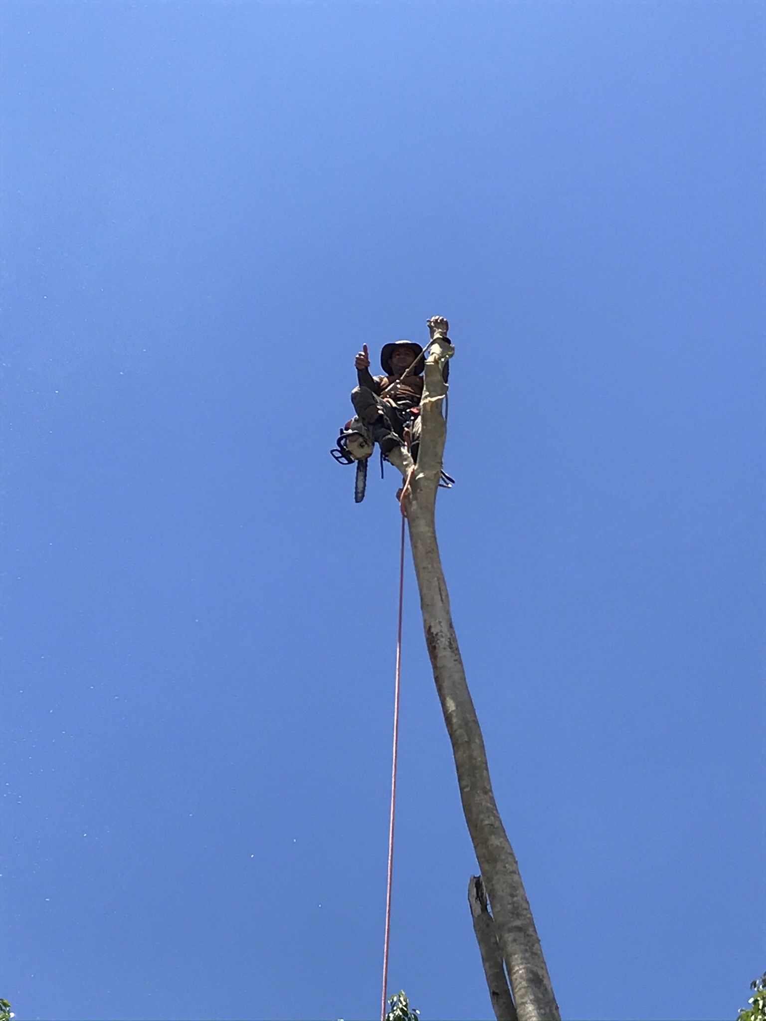 Tree Work