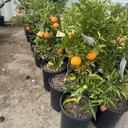 5 G Cutie Tangerine 🍊& Valencia Oranges 🍋 🍋‍🟩 