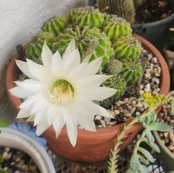Cactus flower