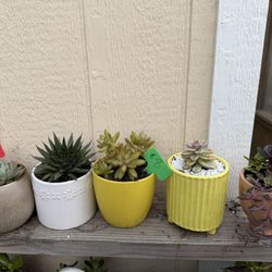 $8 Potted Succulents 